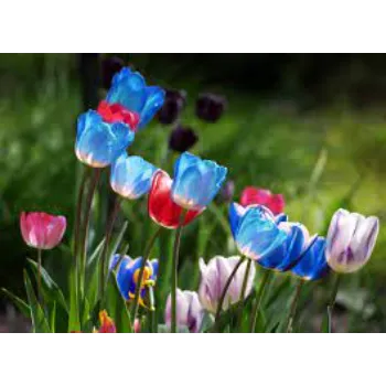 Gorgeous Tulip Flower